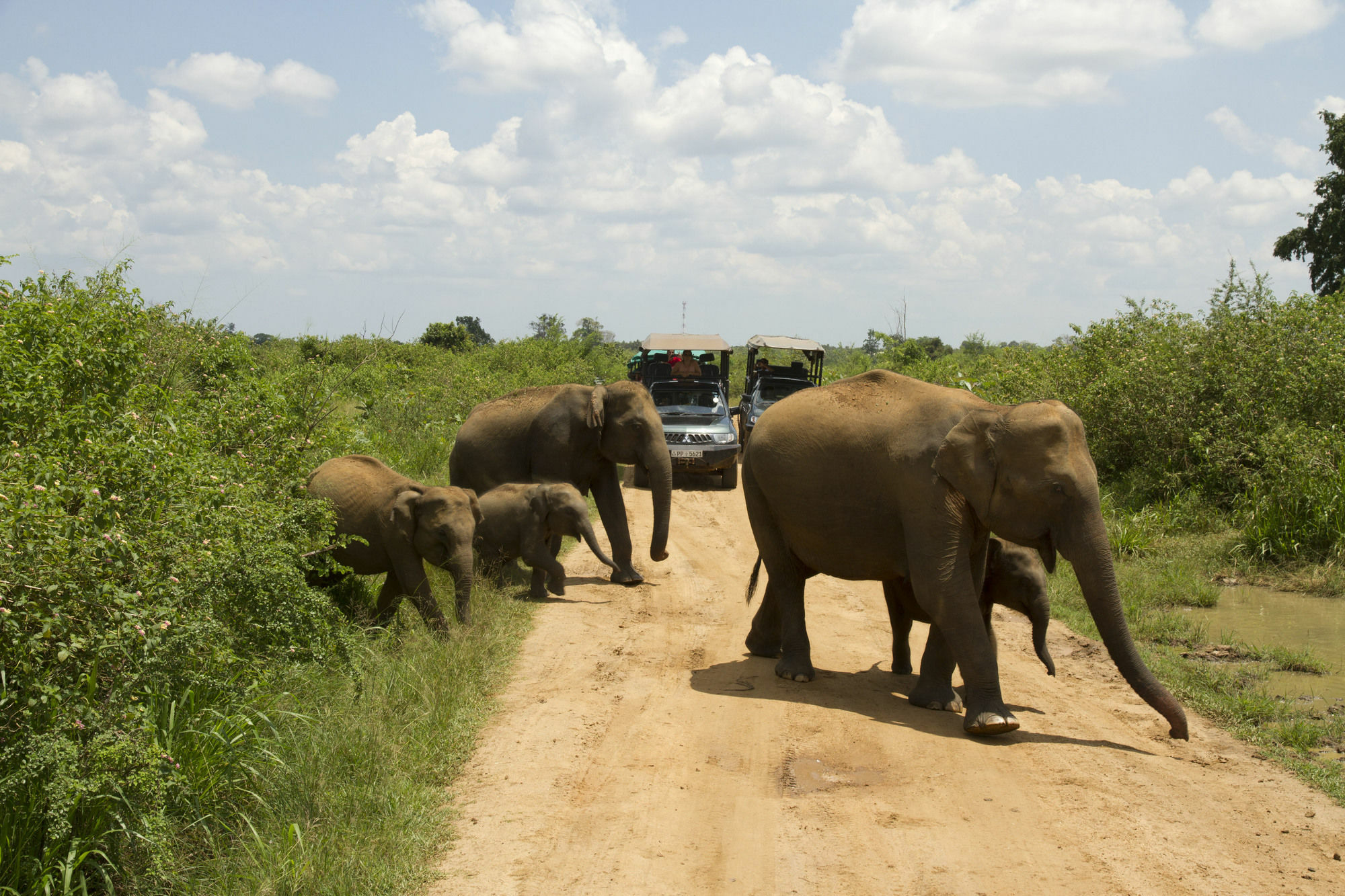 Mahoora Tented Safari Camp Udawalawe Exterior foto