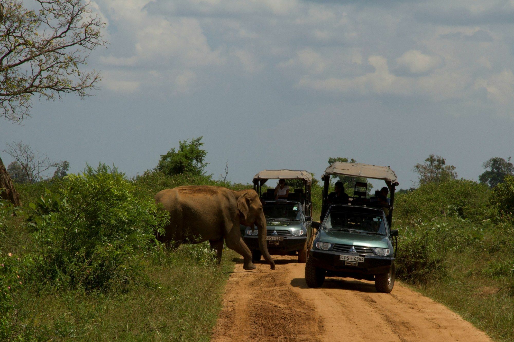 Mahoora Tented Safari Camp Udawalawe Exterior foto