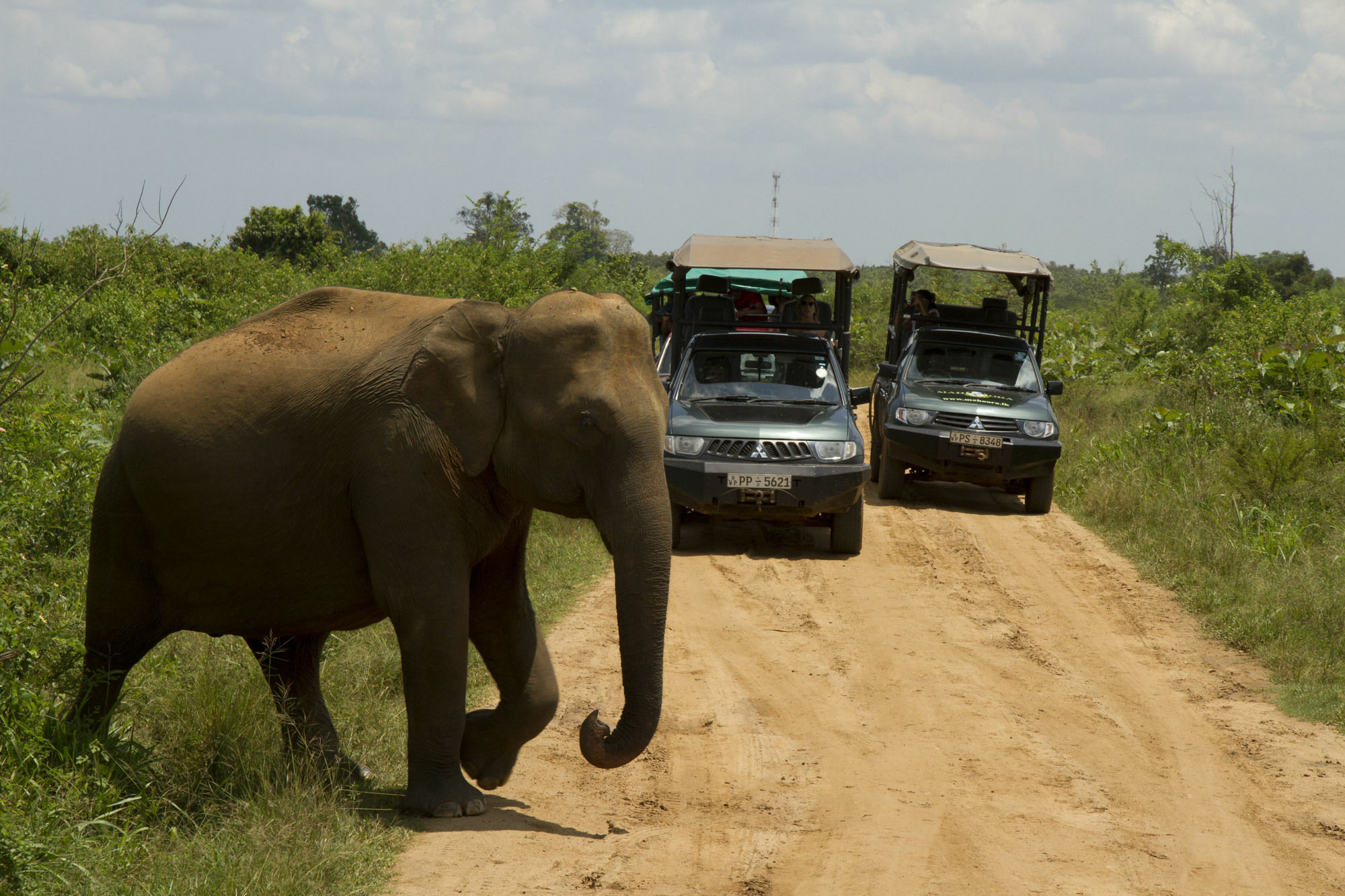 Mahoora Tented Safari Camp Udawalawe Exterior foto